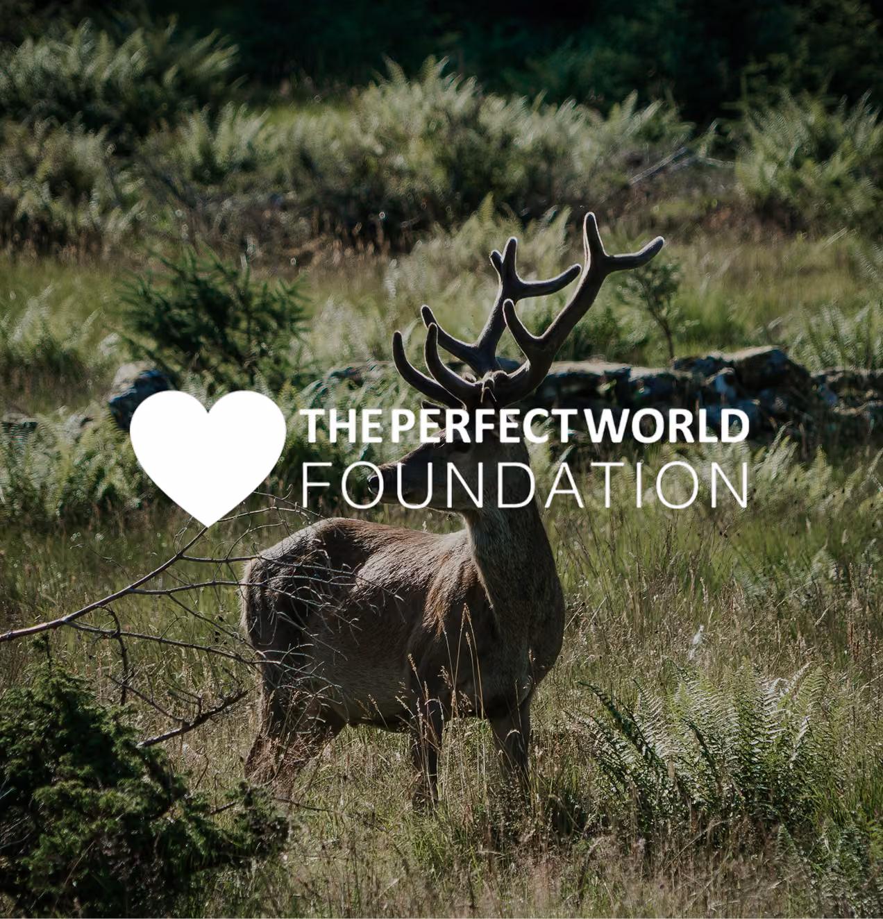 The Perfect World Foundation